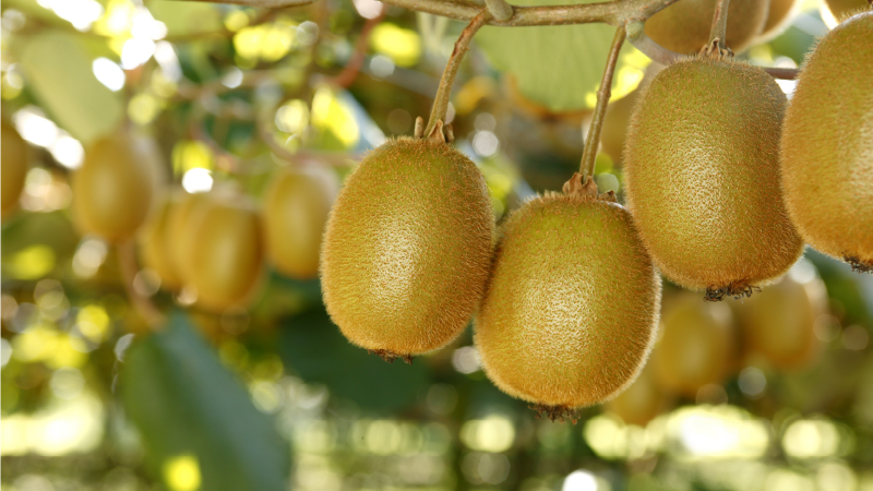 Zespri supporting the Community