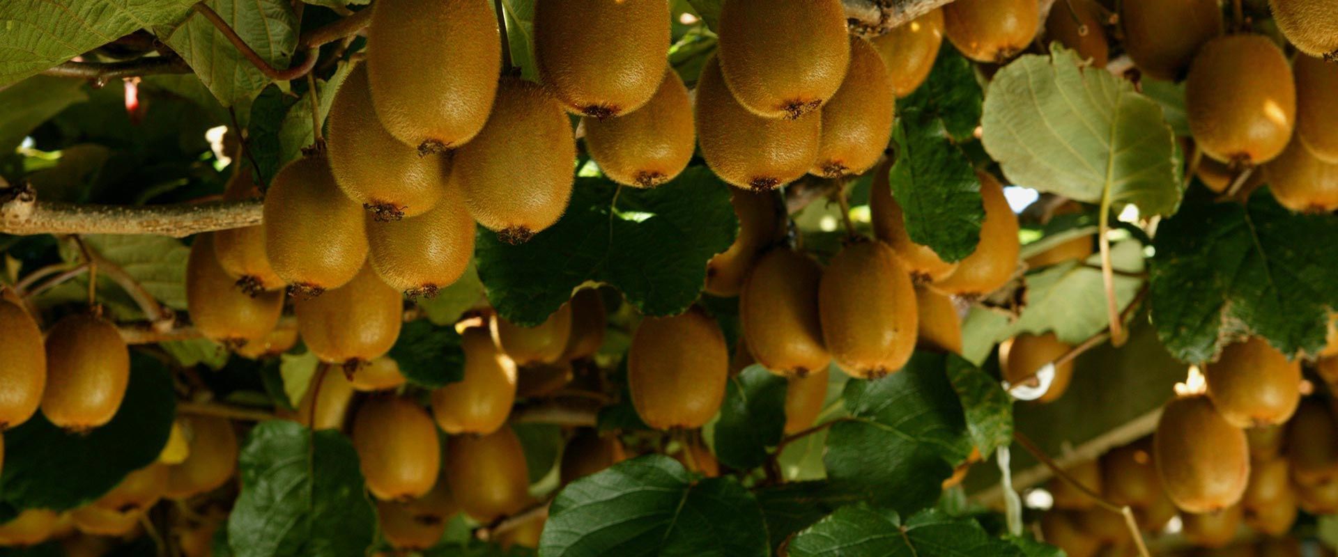 When are kiwi fruits in season? - Zespri US