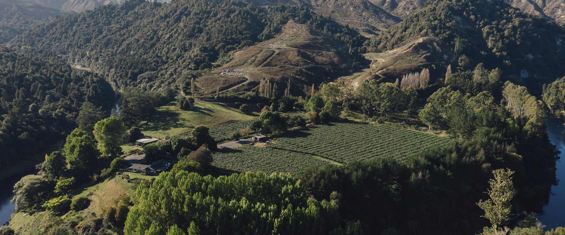 The Kiwifruit Plant: Everything you Need to Know - Header