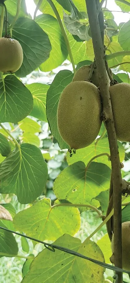 Immersion dans les vergers de kiwis jaunes Zespri™ SunGold™