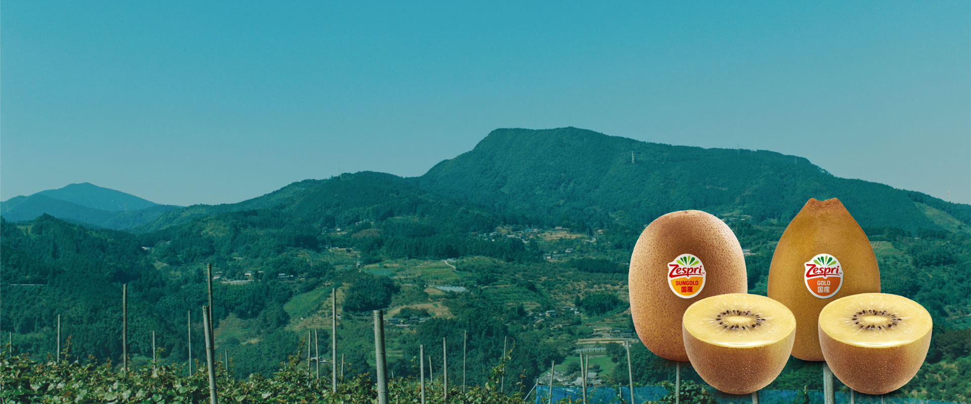 キウイ ニュージーランド産 キウイフルーツ ゼスプリ | 業務仕入・見積なら