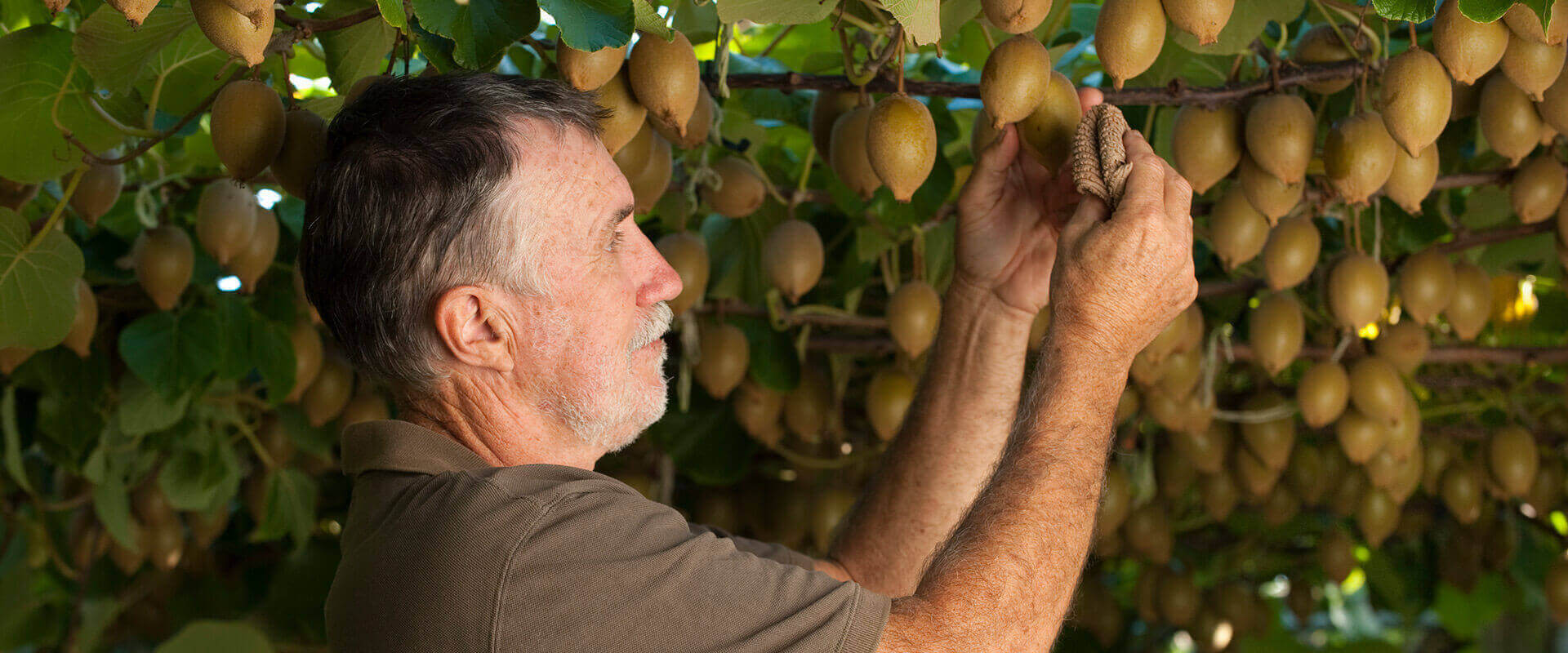 kiwifruit-season-masthead.jpg