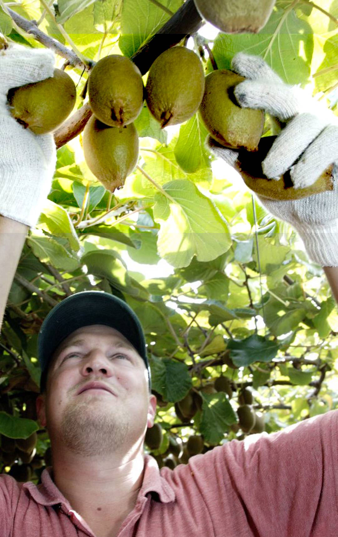 Busqueda-kiwis-Zespri-Dmasthead.jpg