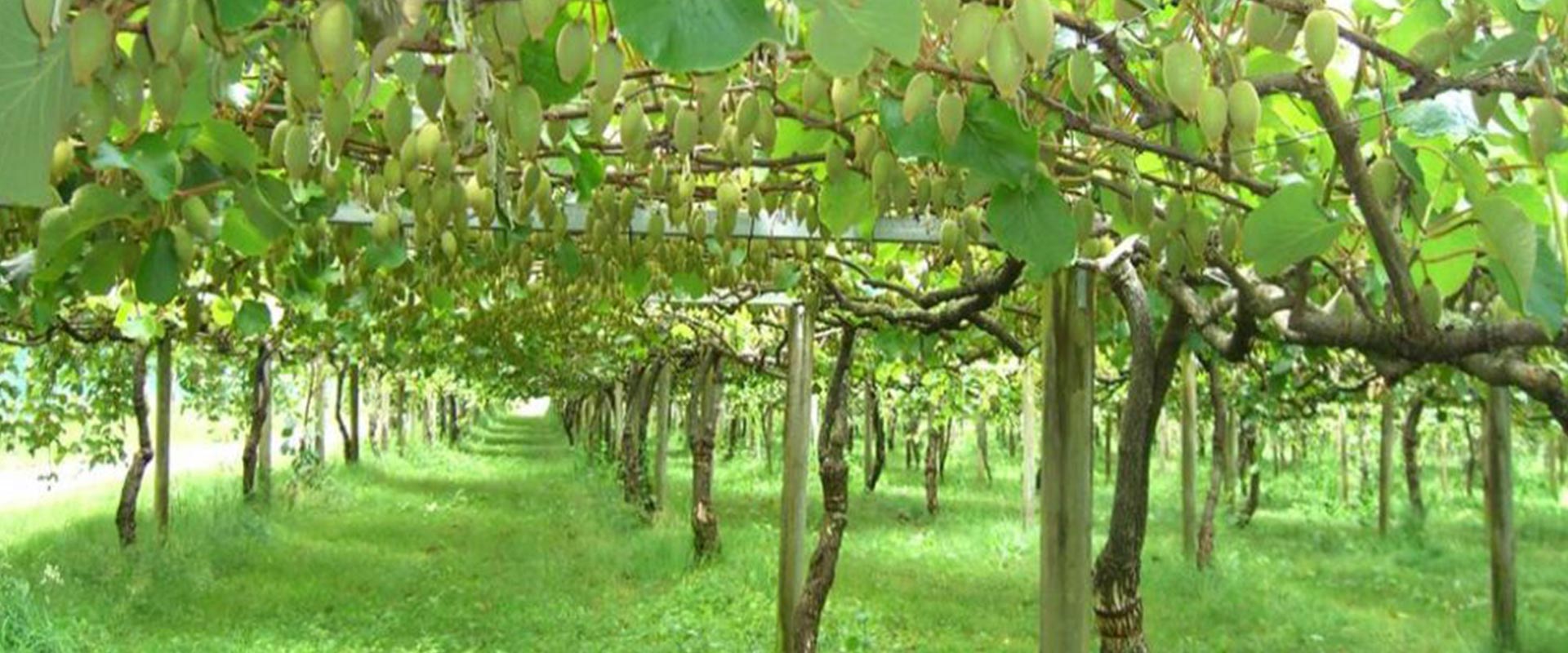 La historia de Darren, un cultivador de kiwis