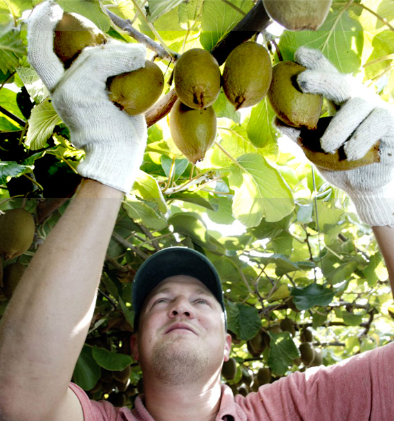 Buusqueda-kiwis-Zespri-thumbnail.jpg