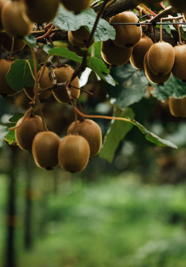 Closeup of Kiwifuit on Vines