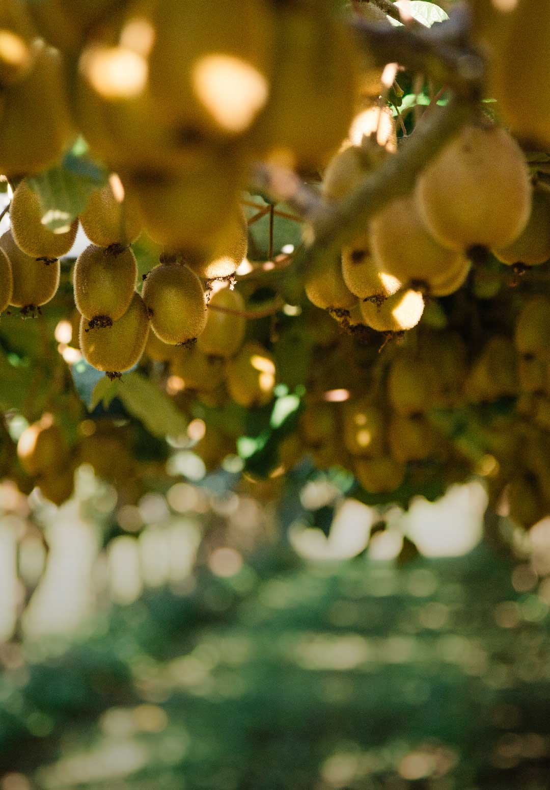 Kiwifruit Orchard