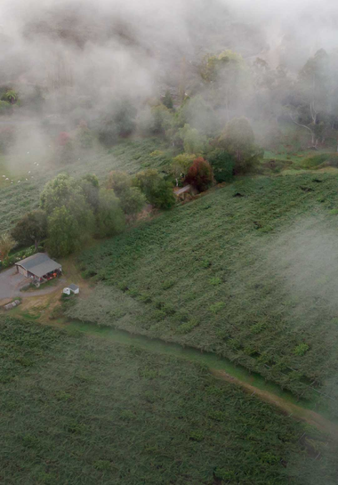 Kiwifruit Orchard