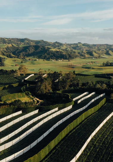 Zespri Orchard