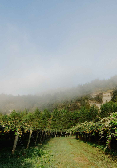 Kiwifruit Orchard