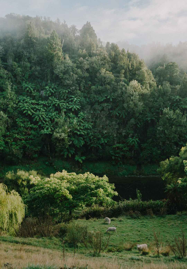 View from Kiwifruit orchard