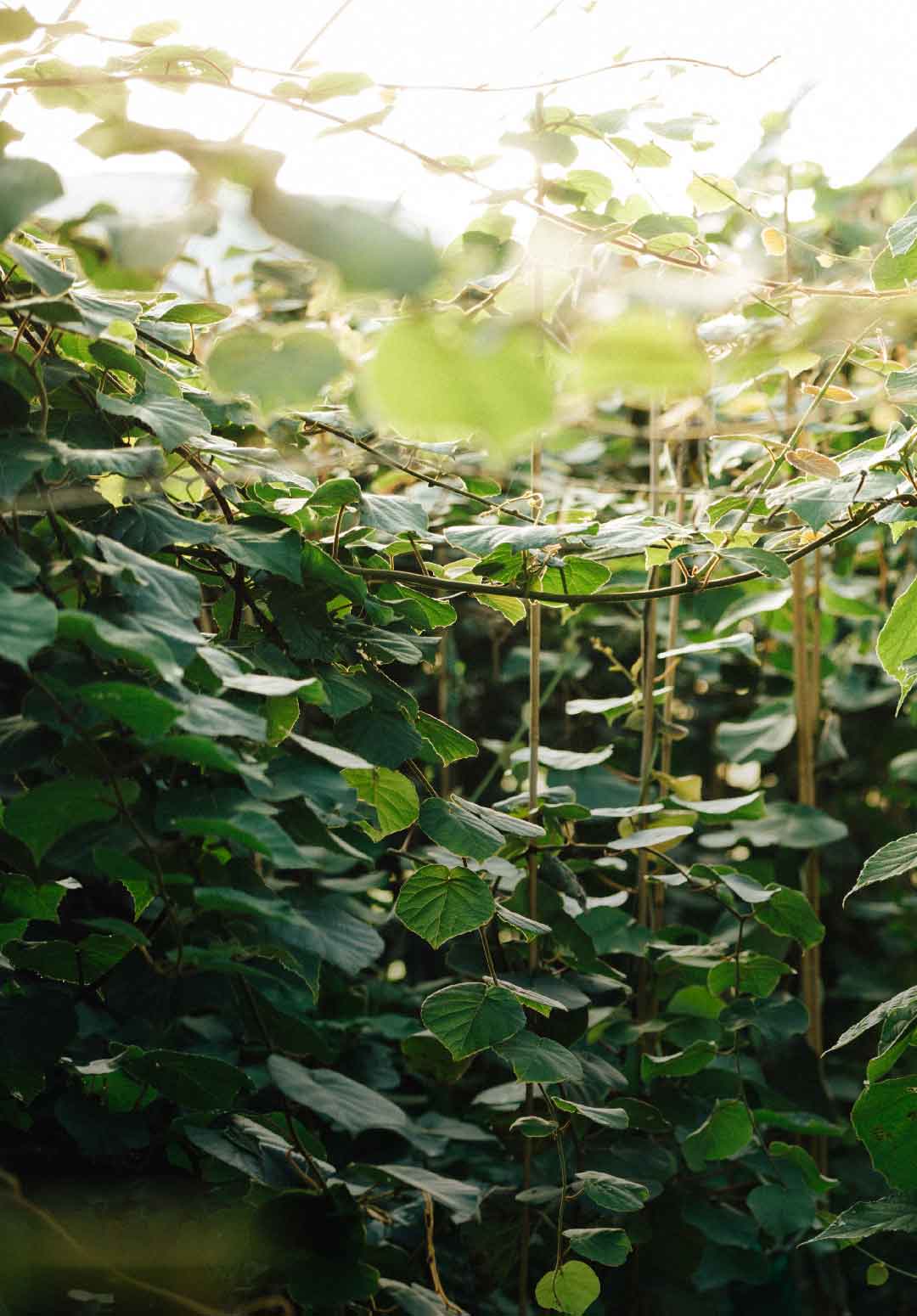 Kiwifruit vines