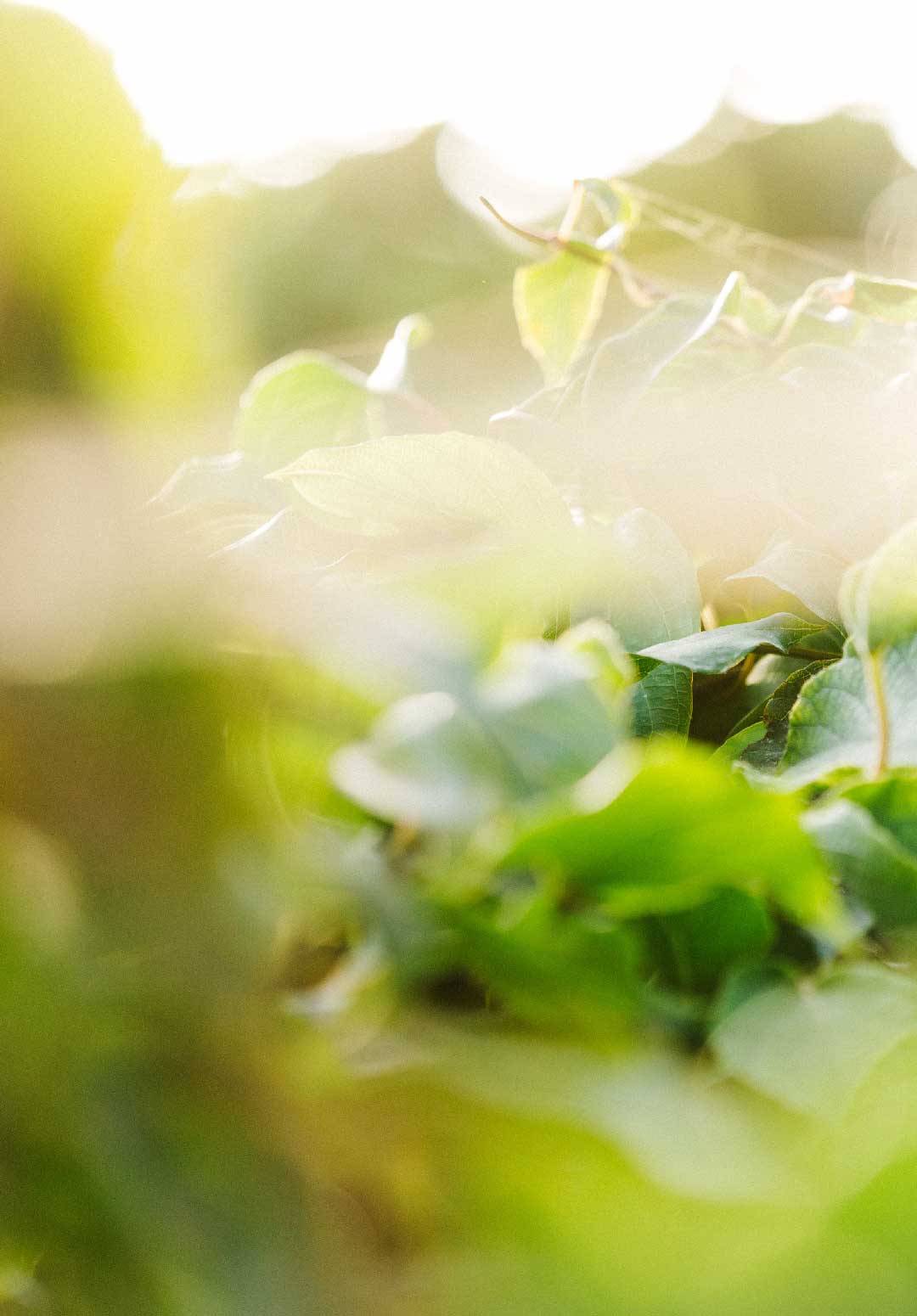 Kiwifruit vines