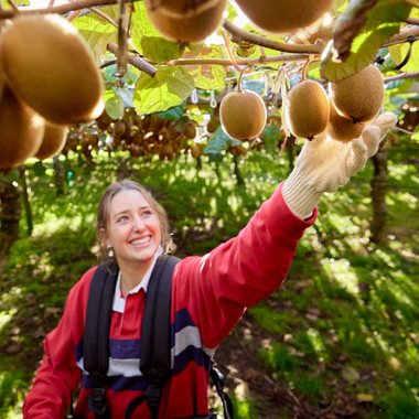 Reaching for Kiwifruit