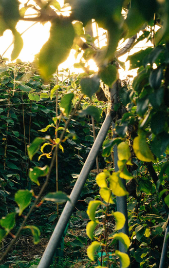 Kiwifruit Orchard