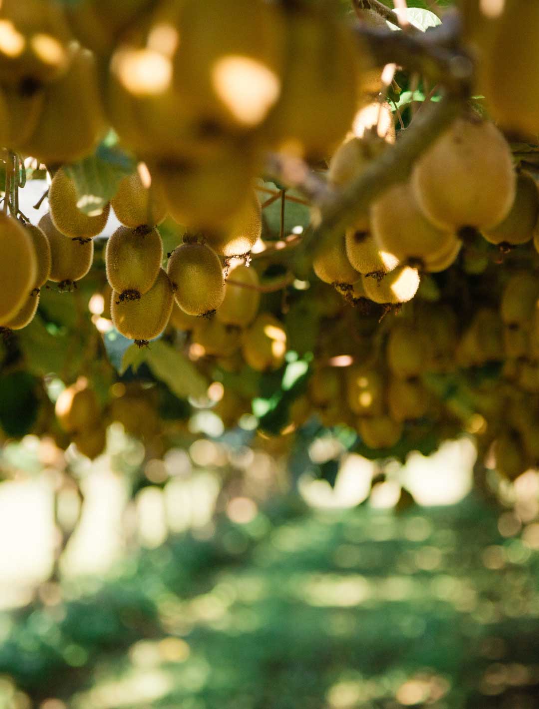 Kiwifruit on vines