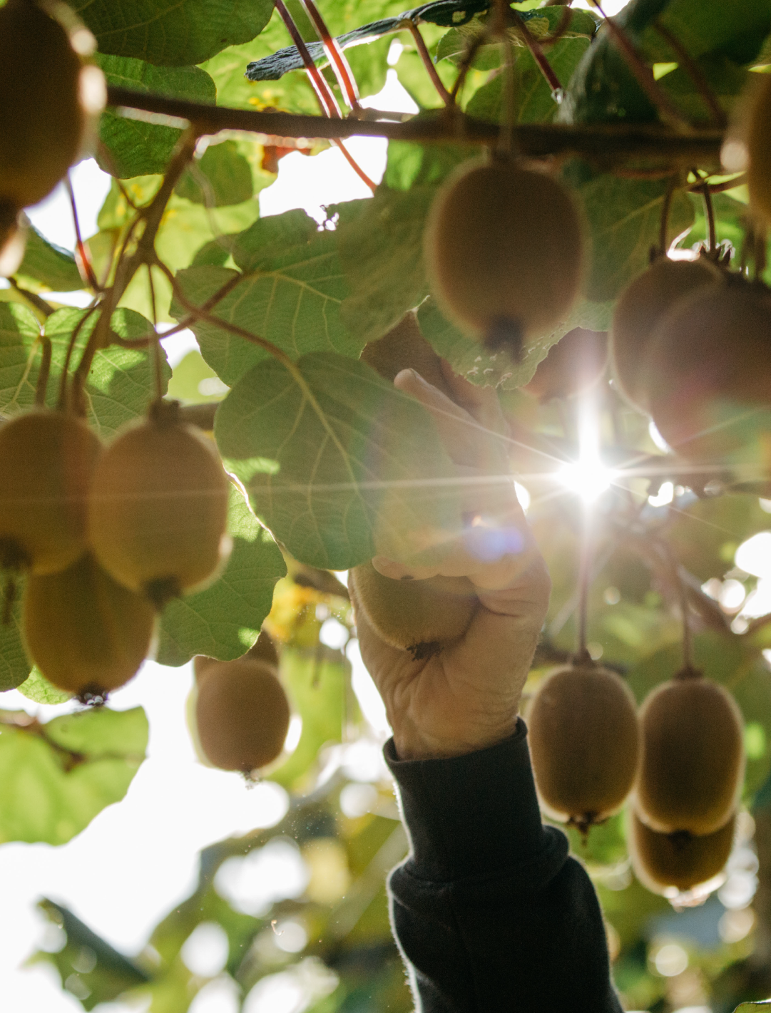 Zespri orchard View