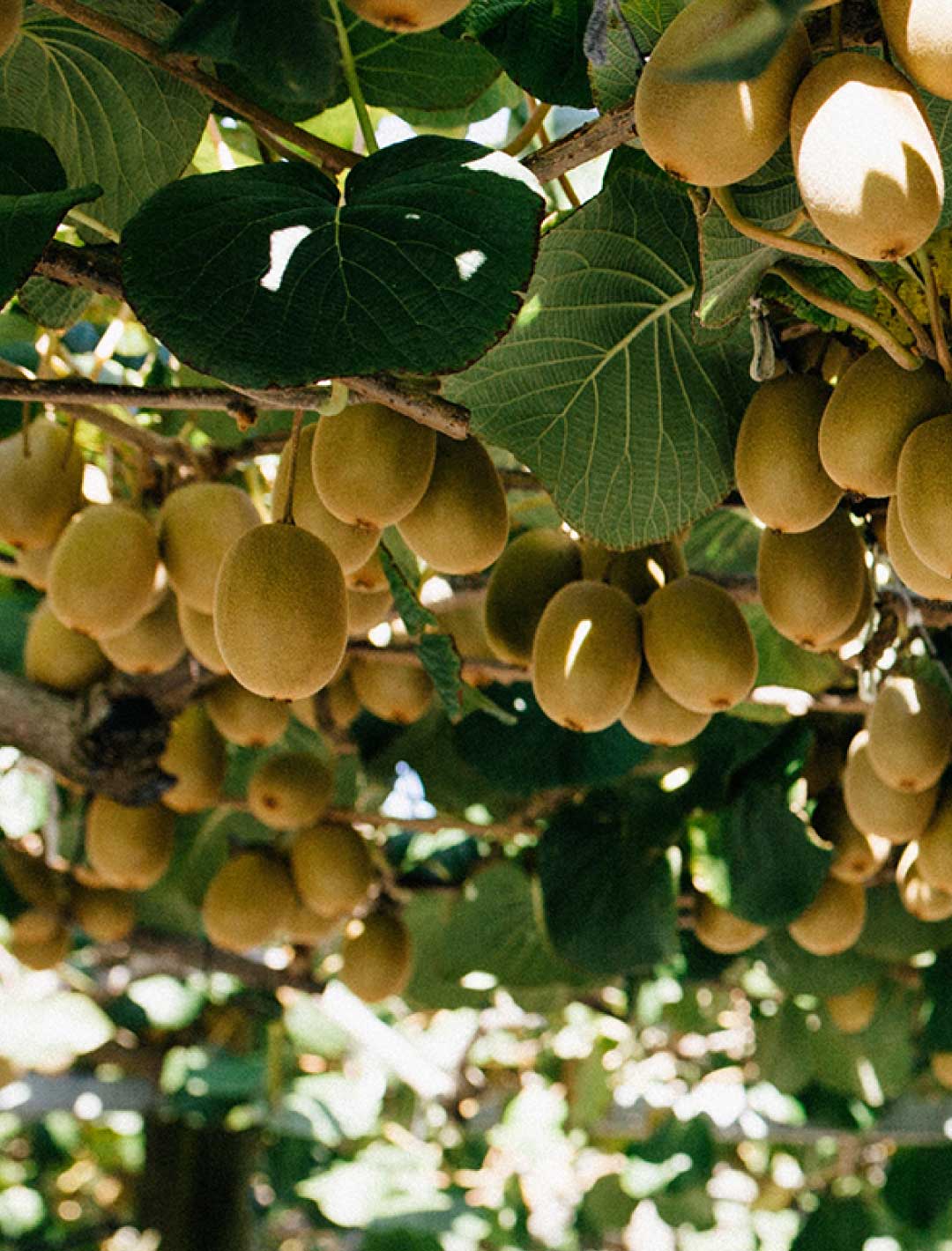 Zespri Kiwifruit vines