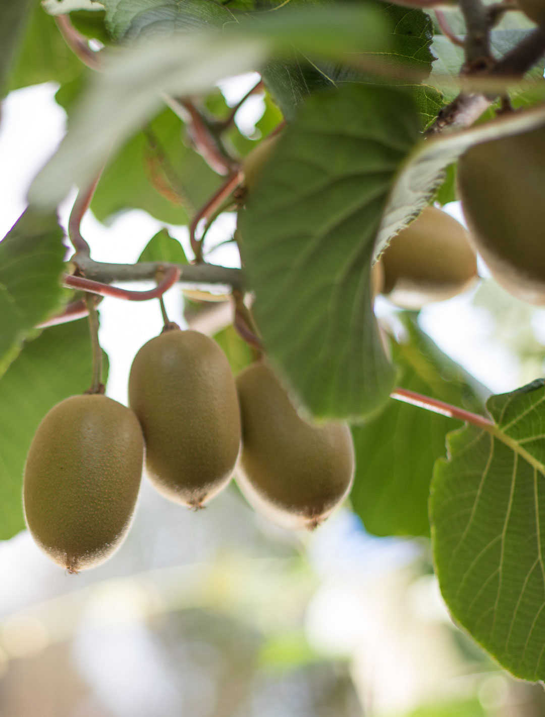 Zespri orchard 