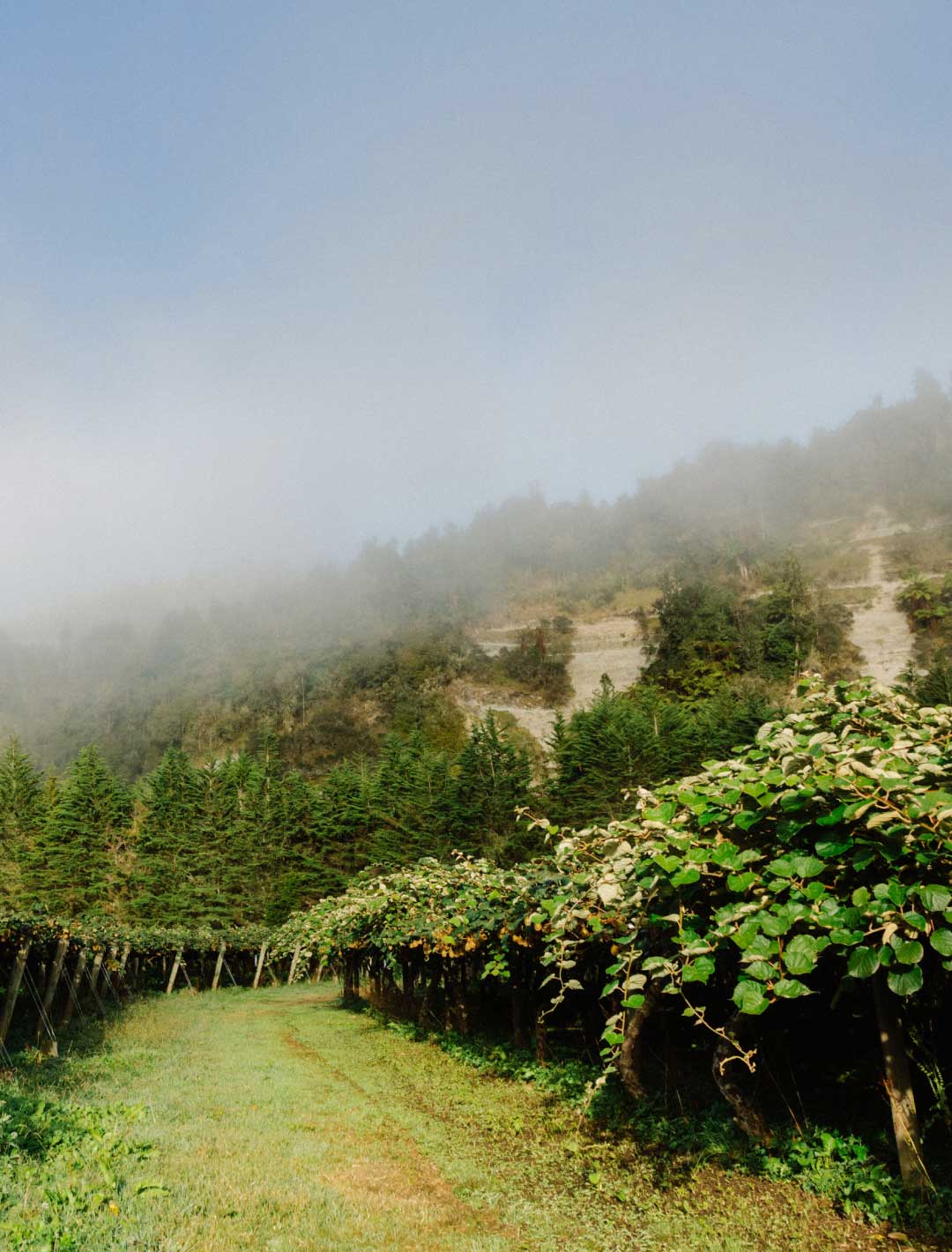 Kiwifruit Orchard