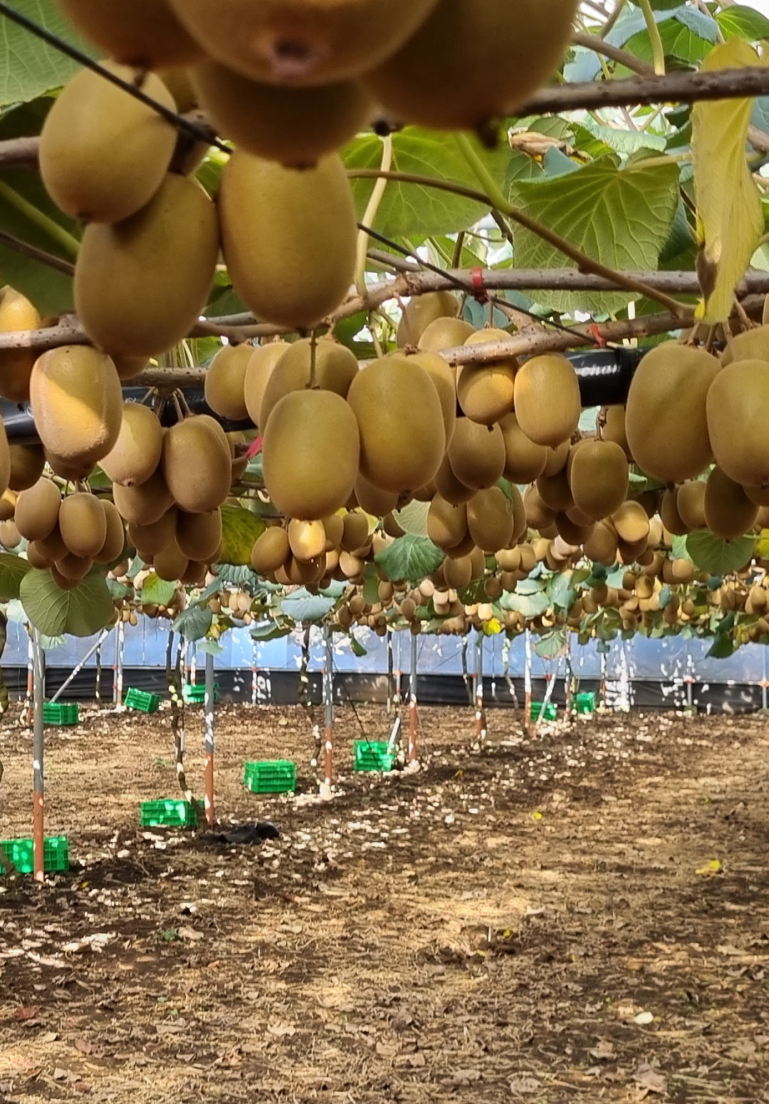 Kiwifruit on vines