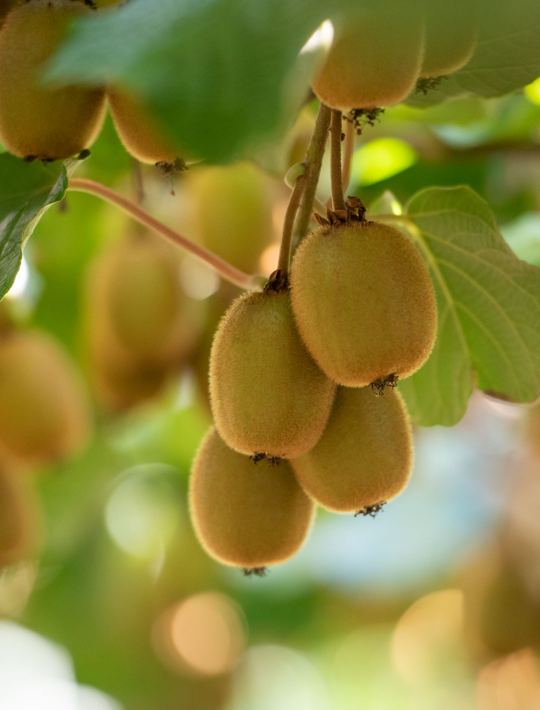 Kiwifruit on vines