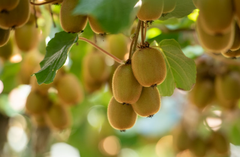 Kiwifruit