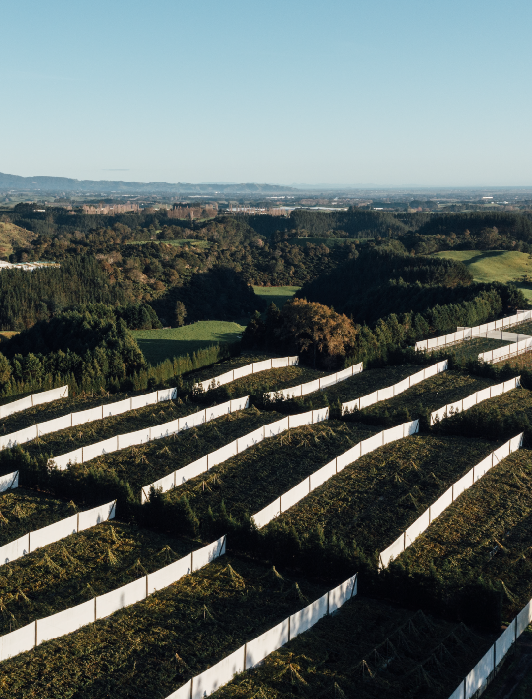 Zespri orchard View