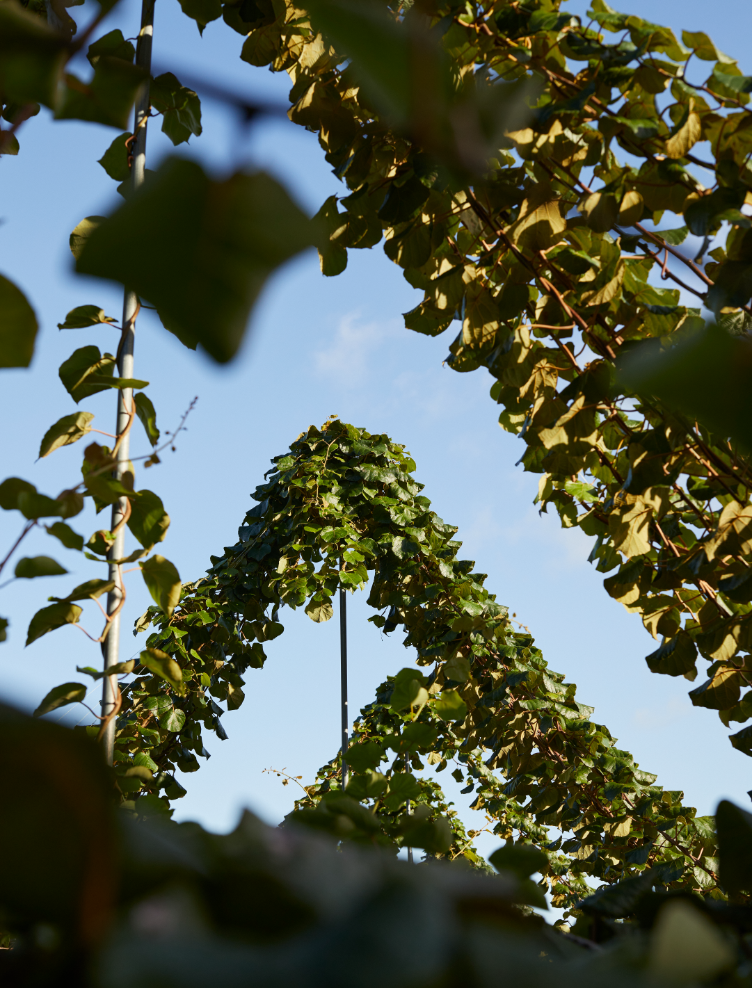 Kiwifruit Canopy