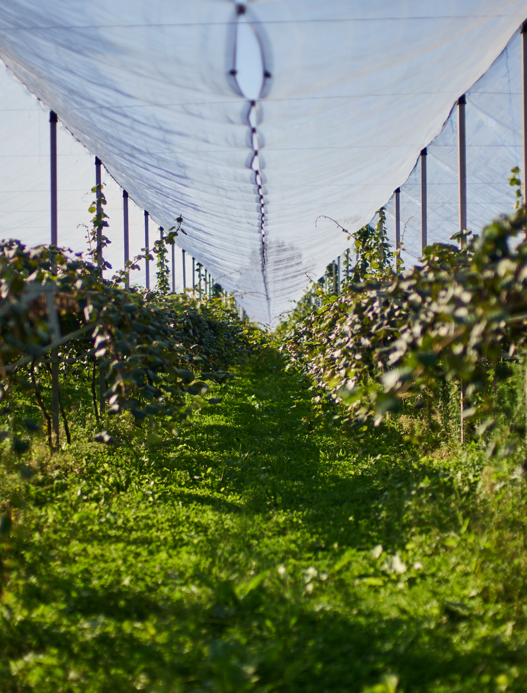 Kiwifruit Canopy