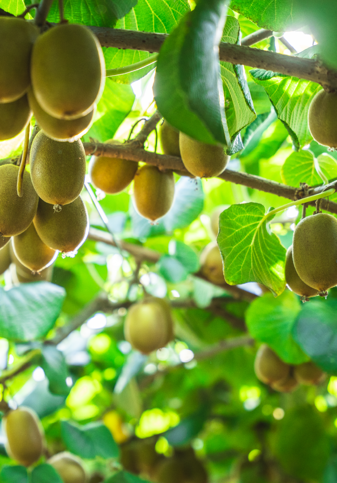 Kiwifruit Canopy