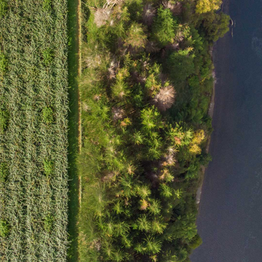 zespri overhead shot of orchard