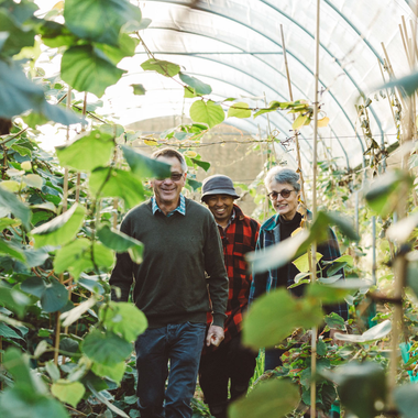 Orchard Growers between vines