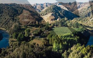 Kiwifruit orchard with Zespri Zag