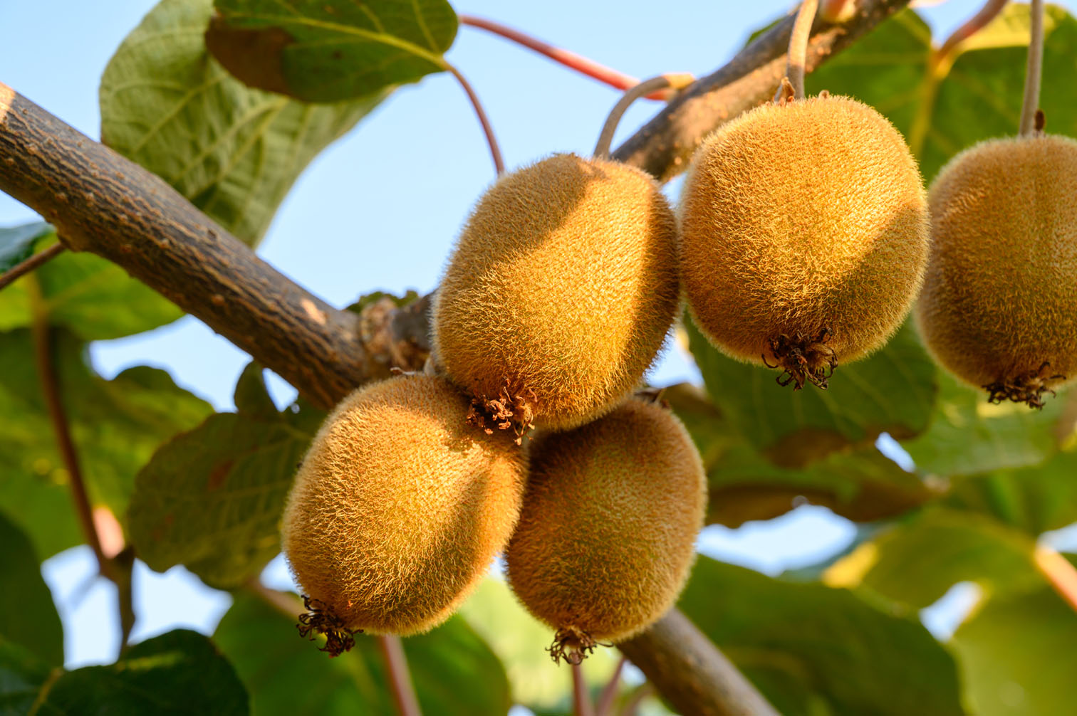 everal fuzzy green kiwi fruit growing on a vine with green leaves and a blue sky