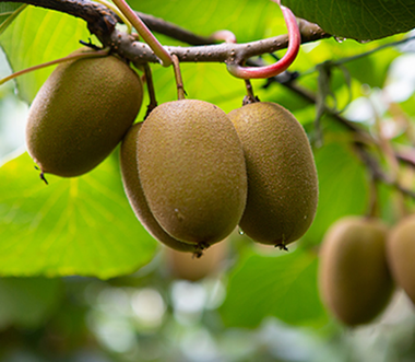 Organic Kiwi, Tropical Fruits