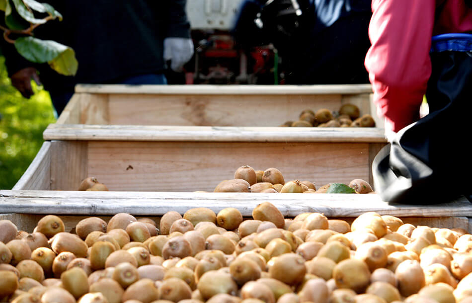 kiwifruit-season-masthead.jpg