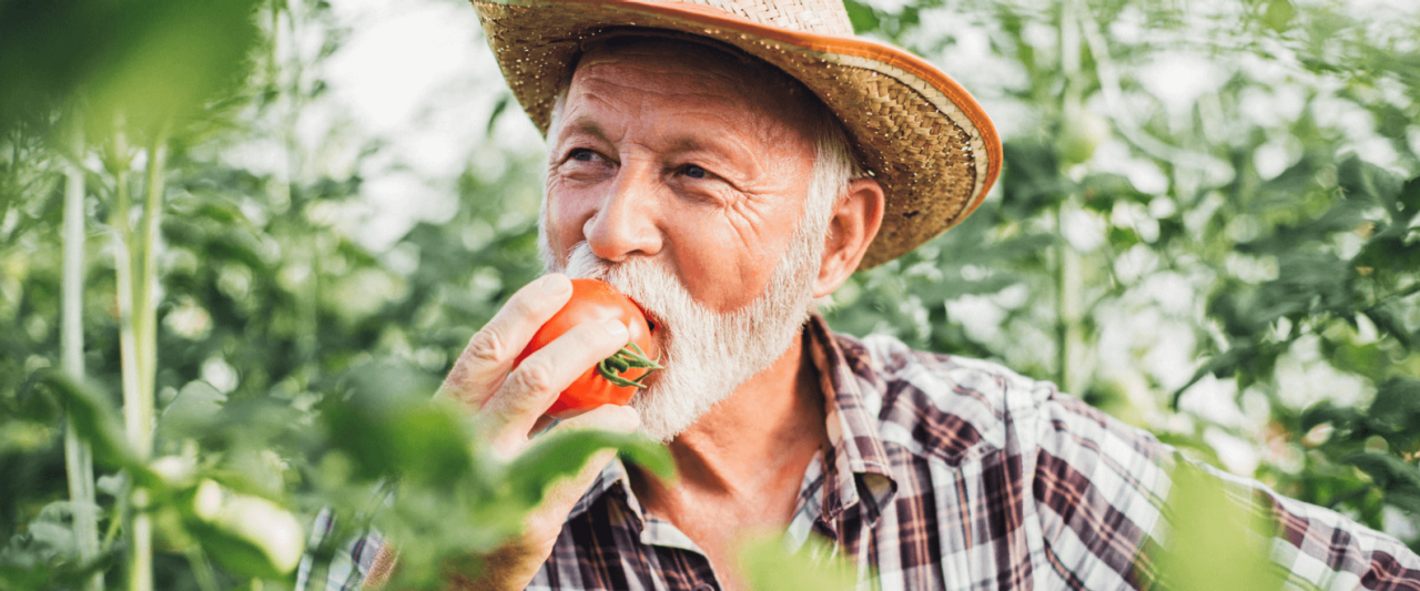 Homme âgé croquant une tomate fraîche au potager
