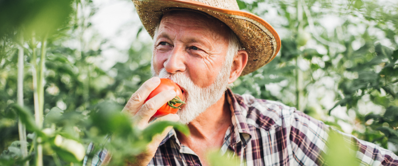 Oudere man eet verse tomaat in de moestuin